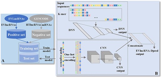 The flow chart for developing EVlncRNA-Dpred. (A) Positive and negative datasets were obtained from the databases of EVLncRNAs and GENCODE, respectively. (B) The network architecture of EVlncRNADpred consists of separate training of two separate models (CNN and DNN), which are concatenated for final prediction. EVlncRNAs: experimentally validated functional lncRNAs; HTlncRNAs: functional unknown lncRNAs obtained from high-throughput sequencing.