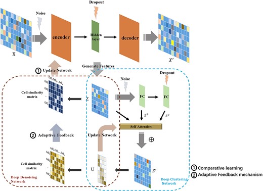 The overall structure of scDASFK. scDASFK consists of two models,i.e., deep DN and deep CN. It takes the pretreated gene expression matrix $X$ as the input. The deep DN extracts the latent feature $Z$ of $X$, employs $Z$ to construct the cell similarity matrix and updates the deep DN through comparative learning while optimizing $Z$. The deep CN uses a fully connected network with different noises is used to obtain two different latent features $Z^b$ and $Z^c$. The self-attention mechanism in deep CN is used to further extract $Z$, $Z^b$ and $Z^c$ to obtain $Z^{\prime}$ and calculate the membership degree matrix $U$. Then, update the deep CN based on $U$ while optimizing $Z^{\prime}$. Finally, the cell similarity matrix is constructed by $U$, which is fed back to the deep DN and supervises the update of the deep DN.