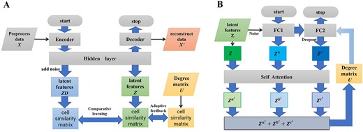 Module flowchart. (A) Deep DN flowchart. $X$ gets latent features($ZD$ and $Z$) through with and without the noise-added network. Comparative learning is performed by constructing a cell similarity matrix by $ZD$ and $Z$. The cell similarity matrix is also constructed for degree matrix $U$ to supervise the cell similarity matrix constructed by $Z$.(B) Deep CN flowchart. The latent feature $Z$ obtained by deep DN and the $Z^b$, $Z^c$ obtained from the fully connected network with different noises are passed into the Self-Attention mechanism to get $Z^{a^{\prime}}$, $Z^{b^{\prime}}$, and $Z^{c^{\prime}}$ and weight it to update U and optimize the network.