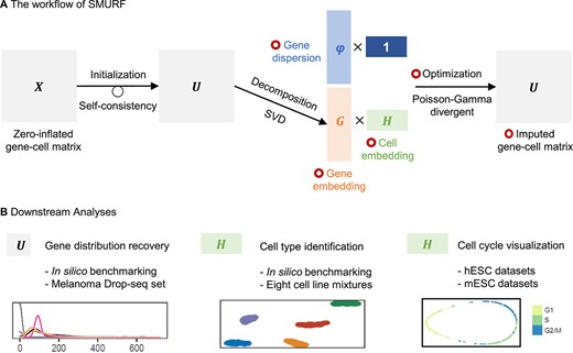 Overview of SMURF. (A) The workflow of SMURF. The red circle means the data are optimized by Poisson-Gamma divergent. (B) The downstream analysis of SMURF. SVD: singular value decomposition. hESCs: human embryonic stem cells. mESCs: mouse embryonic stem cells.