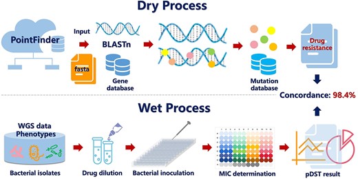 The validation procedure of predicted result of PointFinder, including dry process and wet process. In dry process, PointFinder uses BLASTn for identifying the best match for each gene in the chromosomal gene database, and only hits with an identity of ≥80% are further analyzed. The program goes through each alignment comparing each position for the query (sequence found in input sequence) with the corresponding position in the subject (database sequence). All mismatches are saved and compared with the chromosomal mutation database. In wet process, the 150 isolates were each tested against four to six different antimicrobial agents, leading to a total of 684 pDST results associated with chromosomal resistance to quinolones, polymyxin, rifampicin, macrolides and tetracyclines. The results of two process have a concordance of 98.4%.