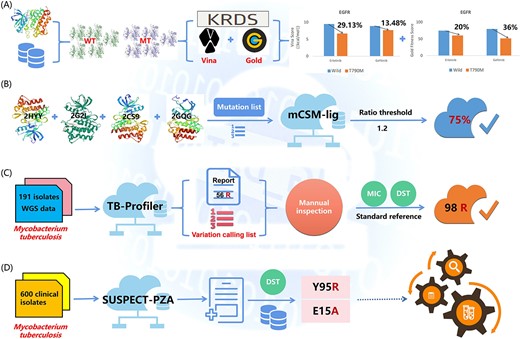 Schematic representations of the KRDS, mCSM-lig, TB-Profiler, and SUSPECT-PZA workflows. (A) Users can input mutation lists and drug lists through the curated kinase docking and user-entered kinase docking sections. After submission, the server will model the MT structure and perform docking simulations. After that, the server will perform GOLD and AutoDock Vina for molecular docking simulations. When the simulation is complete, the docking scores with the highest validity and the corresponding conformations of the original and MT kinases are reported to the users. The EGFR-T790M MT is known to be responsible for resistance to erlotinib and geftinib, and the absolute values of Vina scores (kcal/mol) of T790M decreased by 29.13 and 13.48% for erlotinib and geftinib, respectively, compared to those of the WT. Their Gold fitness scores decreased by 20 and 36%, respectively. (B) Mutation sites of WT proteins were given, their structural environment was extracted, and the interatomic distance patterns were summarized in the mCSM-lig signature.To take into account the changes in atomic types caused by mutations, pharmacological statistics were performed for WT and MT residues. Then, changes in pharmacophore counts, estimates of physicochemical properties of ligands and protein stability were appended to the signatures and used to train/test predictive models. mCSM-lig was able to predict over 75% of resistance mutations correctly, using 1.2 as a ratio threshold. This demonstrates the potential for mCSM-lig to explore and predict the resistance profiles expected for different molecules. (C) 191 M. tuberculosis isolates WGS data were submitted to TB-Profiler, then 56 default mutations with PZA resistant by TB-Profiler and the a variation calling list were reported, by manual inspection and drug sensitivity testing, 42 mutations other than default by TB-Profiler were found. (D) 600 clinical TB isolates with DST results were input to SUSPECT-PZA, predicting two previously unreported mutations Y95R and E15A that warrant further study.