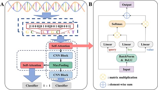 The illustrative diagram of DSAC. (A) Block diagram of the network architecture of DSAC. (B) self-attention module.