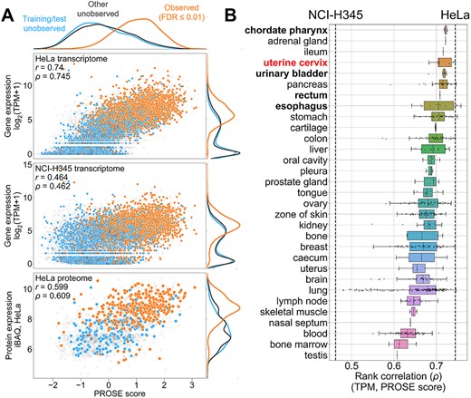 Further visualization of proteome/transcriptome correlations with PROSE scores. HeLa DDA replicate R1 (from Figure 2) is used as a representative example. (A) Correlation between HeLa PROSE score and underlying transcriptome from HeLa versus the unrelated NCI-H345 small cell lung carcinoma transcriptome, as well as independent iBAQ levels from the Bekker-Jensen et al. (2017) HeLa proteome. Linear (Pearson’s r) and rank (Spearman’s ρ) correlations are annotated. (B) Correlation between PROSE score and transcriptome, aggregated by tissues. The source HeLa tissue (uterine cervix) is highlighted in red. Examples of tissues with cancer cell lines of broadly similar epithelial morphology to HeLa are bolded.