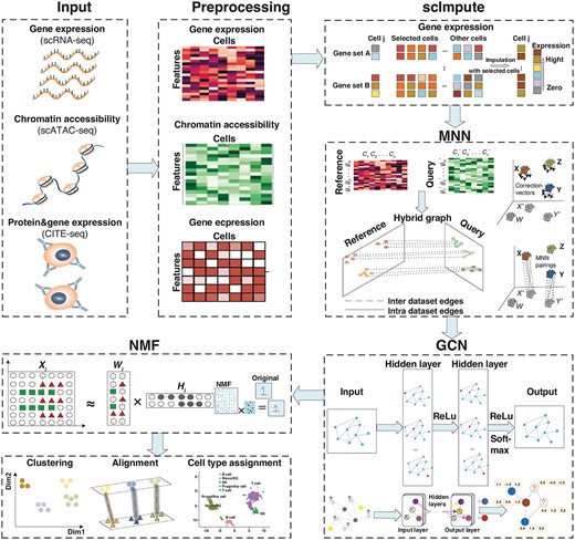 Overview of the GCN-SC framework on single-cell multi-omics data integration. GCN-SC can take single-cell multi-omics data as input, including data of gene expression (scRNA-seq), chromatin accessibility (scATAC-seq) and protein expression (CITE-seq). Each omics data was pre-processed to a uniform count matrix, in which each row represents one feature and each column represents one cell. As gene expression has much higher frequency of dropout compared to other omics data, scImpute was conducted on the matrix to reduce the sparsity of the matrix. Next, one scRNA-seq data were used as the reference, while the rest were considered as the query. By using MNN algorithm, cell-pairs with the closest Euclidean distance were identified, and then a mixed graph was constructed based on cell–cell relationships, which includes both inter-dataset edges and intra-dataset edges. A GCN that includes four layers further took this mixed graph to adjust matrices from the query dataset. Finally, NMF was implemented for dimension reduction on the adjusted matrices from the query and the matrix from the reference.