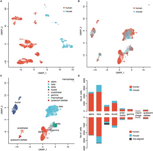 Cell alignment of cross-species transcriptome sequencing data. (A) The UMAP embedding of the original expression matrix of cells from human and mouse. (B) The UMAP embedding the integrated data processed by GCN-SC. (C) Identification of cell types on the UMAP embedding of the results from GCN-SC. (D) Number of cells from human and mouse in each cell type in the original data (upper) and in the processed data from GCN-SC (bottom).
