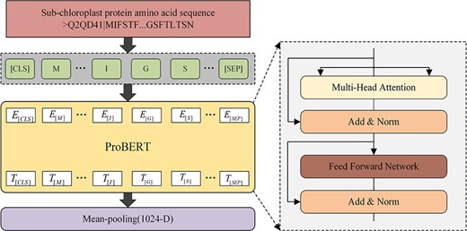 Details of feature extraction by ProtBERT. (i) Using ‘CLS’ tokening each protein sequence and adding positional encoding. (ii) Passing through the ProtBERT model and creating context aware embeddings. (iii) concatenating and merging embedding. (iv) applying a global average pool to obtain features.