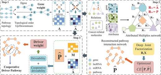Workflow of CDPMiner for discovering cooperative driver pathways. Step 1: CDPMiner first optimizes gene–pathway relations $\widehat{\mathbf{A}}$ by pathway topology. Step 2: CDPMiner constructs an attributed multiplex network and embeds it to fuse multi-omics data for reconstructing the pathway interaction network $\widehat{\mathbf{P}}$. Step 3: CDPMiner defines the driveability within and between pathways based on mutation data $\mathbf{M}$ and reconstructed network $\widehat{\mathbf{P}}$ to discover cooperative driver pathways.