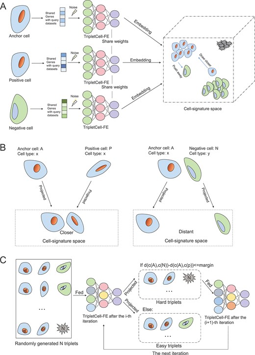 A graphical illustration of the training process of the TripletCell-FE module in TripletCell. (A) First, the noise is added randomly to the gene expression data of cells in triplets. The gene expression data are then encoded to the corresponding embedding by three respective TripletCell-FE models. Over multiple iterations, the cell-signature space is finally constructed to illustrate the distances between cells. (B) The learning goal of TripletCell is to minimize the distance between an anchor cell and a positive cell of the same type and maximize the distance between the anchor cell and a negative cell of a different type. (C) The strategy of constructing hard triplets to accelerate the convergence of TripletCell. In each iteration, n triplets are first generated randomly. Then, all the triplets are fed into the TripletCell-FE models and three-corresponding cell embeddings of each triplet are generated. Subsequently, cosine distances of the positive and negative cell pairs are calculated. If the difference of distances is less than the margin, this triplet (also referred to as a hard triplet) is fed to the next iteration of training; otherwise, the triplet is discarded for now.