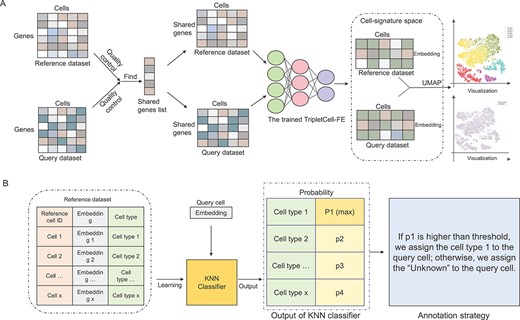 An overview of the TripletCell pipeline for cell-type annotation. (A) The query and reference datasets are respectively projected into the cell-signature space using TripletCell-FE. (B) The cell embedding of the reference dataset is used to train a KNN classifier. Then, the types of query cells are predicted according to the predicted probability of the type generated by the KNN classifier for each query cell.