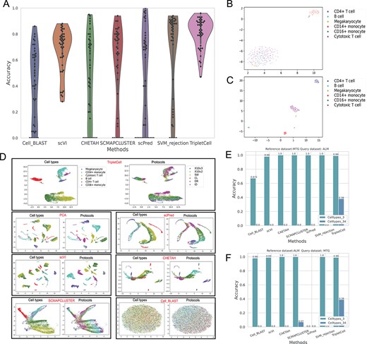 Performance benchmarking of TripletCell against state-of-the-art approaches on different types of scRNA-seq datasets. (A) Performance comparison of different cell annotation tools on the PbmcBench datasets generated using seven different protocols, the number corresponding to each method indicates the average accuracy of the 42 experiments. (B) The raw pbmc1 (SM2) dataset is shown in the 2D space by UMAP. (C) The reference dataset (pbmc1 (SM2)) projected by TripletCell-FE shown in the 2D space using UMAP; (D) When using pbmc1 (SM2) as the reference dataset, performance comparison of pbmc1 (combination of other six protocols) among PCA, TripletCell-FE, scPred, scVI, SCMAPCLUSTER, CHETAH and Cell_BLAST is shown and colored by their cell types and protocols using UMAP, respectively. (E) Performance comparison of each method in terms of accuracy when the reference and query datasets are MTG dataset and ALM dataset, respectively. (F) Performance comparison of each method in terms of accuracy when the reference and query datasets are ALM dataset and MTG dataset, respectively.
