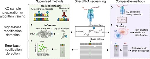 使用DRS（A）IVT和细胞系中实验确定的修饰位点（以抗体表示）进行RNA修饰检测的ML方法可以用作监督学习方法的训练数据，以检测纳米孔DRS数据中的RNA修饰。（B） 监督学习方法使用信号特性检测RNA修改。（C） SVM可以通过建模基本调用错误来检测RNA修改。（D） 大多数检测RNA修饰的无监督学习方法需要背景样本，通常是修饰酶KO的条件。（E） 信号特性的无监督聚类，如每5个月的平均信号值或停留时间，可用于检测RNA修改。对于无监督聚类，使用WT和KO（在图像中）或背景条件将信号分组为修改和未修改的聚类。（F） 统计测试也可用于测试正常和背景条件之间误差的不对称分布，以检测RNA修改。该图形是使用BioRender.com创建的。