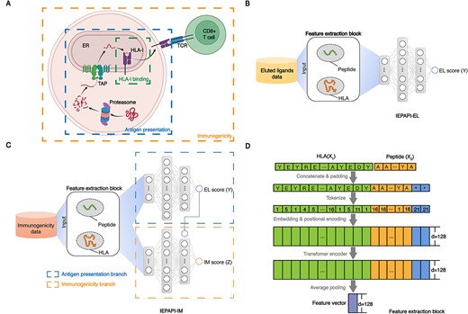 Deep learning of the antigen presentation process. (A) Overview of the biological processes of antigen processing, presentation and recognition by T cells. First, the intracellular protein is hydrolyzed into peptides by protease. Second, transporter associated with antigen processing (TAP) transports the peptide into the endoplasmic reticulum (ER). Third, the peptide binds to HLA-I protein to form a complex. Finally, the peptide-HLA complex is presented to the cell surface and binds to the TCR of CD8+ T cells. Created with BioRender.com. (B) The model structure of IEPAPI-EL. (C) The model structure of IEPAPI-IM. (D) The structure of feature extraction block.