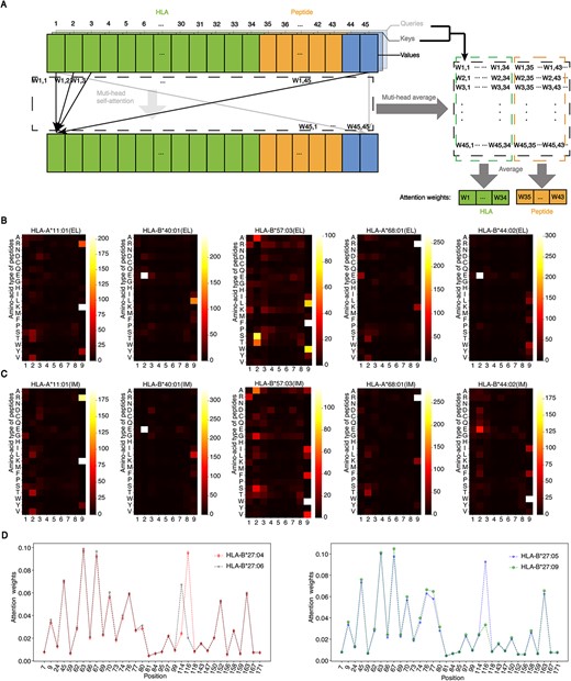HLA-restricted motifs in antigen presentation and immunogenicity. (A) Process for calculating attention weights. (B) Representative examples of the antigen presentation motifs for several HLAs. Each column corresponds to one position of the peptide, and each row corresponds to one amino acid type. A brighter pixel suggests the more significant impact of the residue on antigen presentation. Only the 9-mer motifs are shown here. (C) Representative examples of the immunogenicity motifs for several HLAs. (D) Attention weights for pseudo sequences of HLA*B27. The horizontal axis shows the position of 34 selected amino acids in the HLA protein.