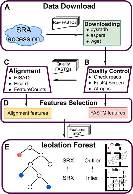 Overview of the MassiveQC. (A) Download: Use the pysradb package to search the download URL of the SRA accession, and use aspera or wget to download the raw FASTQs. (B) Quality Control.Check sequencing reads, detect FASTQ contamination and trim reads adapters with ‘FastQ Screen’ and ‘Atropos’. By the way, some FASTQ features are extracted from the result, like ‘libsize’ and ‘Reads that were too short’ (C) Alignment. Reads were mapped using Hisat2 and quantified with FeatureCounts. ‘bamtools’, ‘samtools’ and ‘picard’ are used to extract alignment features from bam files. (D) Features Selection. Organize the features of all samples and select the 21 most important features for downstream analysis. (E) Isolation Forest. An outlier detection model was trained using selected features from all samples.