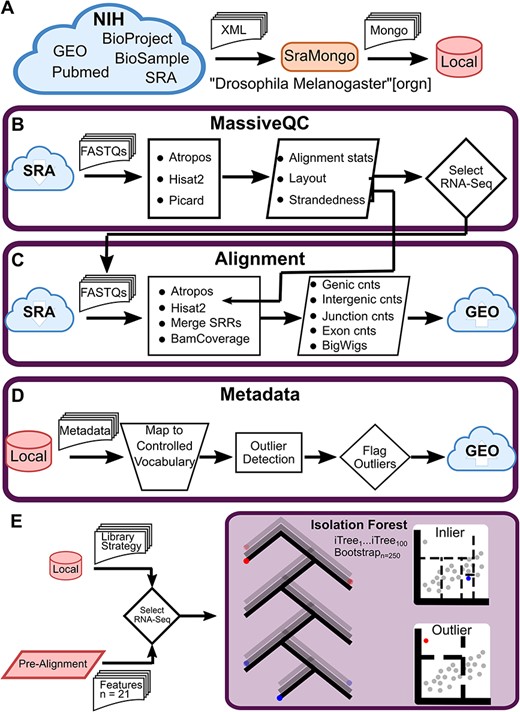 Curation of the Drosophila Sequence Read Archive (SRA). (A) Schematic of metadata download. SraMongo queries all D. melanogaster samples from the SRA and downloads all associated metadata from multiple NIH databases to a local MongoDB database. (B) Schematic of MassiveQC. This tool downloads FASTQs from the SRA and processes the files using a number of third-party tools. Generated data is used to select well-behaving RNA-Seq samples. (C) Schematic of the alignment workflow. This workflow processes selected RNA-Seq samples using third-party tools to align reads, merge technical replicates (SRRs), and generate final counts tables and coverage tracks. The resulting files are uploaded to the Gene Expression Omnibus (GEO). (D) Schematic of the metadata workflow. This workflow normalizes sample descriptions to a set of controlled vocabularies and uses gene expression to flag outlying samples. Updated metadata is uploaded to GEO. (E) Schematic of outlier detection using Isolation Forest. An outlier detection model was trained using samples annotated as RNA-Seq in the SRA (Library Strategy) and selected features from the pre-alignment workflow. Isolation Forest builds a set of decision trees while randomly selecting a subset of samples and features. Each decision (node or dashed line) splits the samples into various leaves. An inlier requires many splits to be isolated, while an outlier is isolated with few splits.