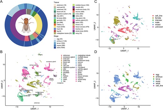 Overview of Drosophila transcriptome data. (A) Schematic overview of the dataset. The two-layer ring diagram shows the distribution of filtered samples across tissues (inner) and stages (outer), with sample sizes indicated in the legend. Due to the different sample contents, we manually merge different parts of the same organization and merge two similar organizations to facilitate analysis. It is worth noting that the brain is classified into the head, and the sperm and accessory glands are classified into the testes. (B–D) Uniform manifold approximation and projection (UMAP) of 12,049 samples colored by tissue (B), sex (C), and developmental stage (D).