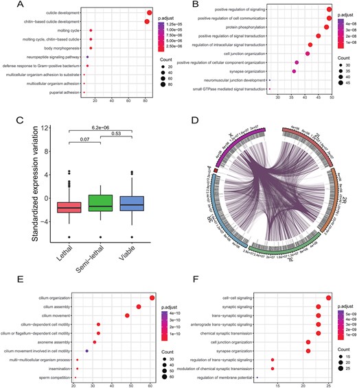 Gene ontology (GO) enrichment analysis. (A) Enriched biological processes of highly dynamically expressed protein-coding genes. Top 5% of all dynamic protein-coding genes are used for analysis. (B) Enriched biological processes of less dynamically expressed protein-coding genes. Bottom 5% of all dynamic protein-coding genes are used for analysis. (C) Expression dynamics of genes with different phenotypic severity. (D) Circos plot showing genome-wide lncRNA–protein-coding gene contacts based on expression correlation. The first track (shown by coding) indicates protein-coding genes, and second track (shown by pseudo) represents lncRNAs. (E) Enriched biological processes of protein-coding genes with significantly high expression correlation with highly dynamically expressed lncRNAs. Top 5% dynamic lncRNAs is user for analysis. (F) Same as in E, bottom 5% dynamic lncRNAs used.