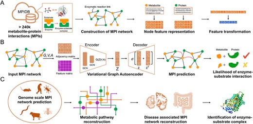 Overview of metabolite–protein interactions prediction by Variational Graph Autoencoder. Panel A depicts the construction of the metabolite–protein interaction (MPI) network and featurization of metabolites and proteins. Panel B depicts the Variational Graph Autoencoder algorithm to predict MPIs. Adjacency matrix and feature matrix were constructed based on the MPI network and explicit features of metabolites and proteins. The encoder module takes both the adjacency matrix and feature matrix by two graph convolutional layers, followed by the decoder for the reconstruction of the adjacency matrix. The likelihood of MPI is computed based on the latent embedding vectors. Panel C depicts the application scenarios of MPI-VGAE framework, including genome-scale MPI prediction, metabolic pathway reconstruction and reconstruction of disease-associated MPI networks.