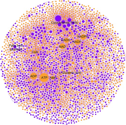 Metabolite–protein interaction network of Homo sapiens. The orange circle denotes a metabolite and the purple circle denotes a protein. The size of the circle is proportional to the node degree in the network. The top interconnected nodes are annotated on the graph.