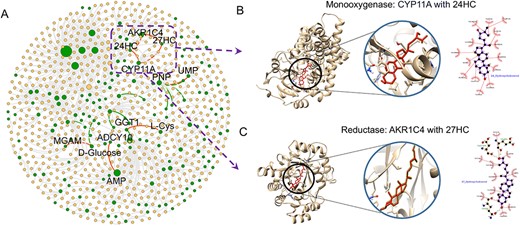 Reconstruction of MPI network of Alzheimer’s disease by the MPI-VGAE framework using 65 proteins and 86 metabolites. Panel A shows the reconstructed MPI network. The green dots denote the disrupted proteins and metabolites in Alzheimer’s disease. The orange dots denote the normal proteins and metabolites that have enzymatic reactions with the disrupted molecules. The circle size is proportional to the node degree in the MPI network. The edges denote the interaction between proteins and metabolite (gray edge: known interaction between normal proteins and metabolites, green edge: known interaction between disrupted proteins and metabolites, red edge: predicted interaction between disrupted proteins and metabolites). Panel B shows the molecular docking result between Cholesterol side-chain cleavage enzyme (CYP11A) binding with 24-hydroxycholesterol (24HC) (binding energy:-9.6 kcal/mol). Panel C shows the molecular docking result between Aldo-keto reductase family 1 member C4 (AKR1C4) binding with 27-hydroxycholesterol (27HC) (binding energy: −7.6 kcal/mol).