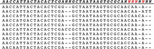 Modified consensus sequence. ‘N’ in red were modified sites.