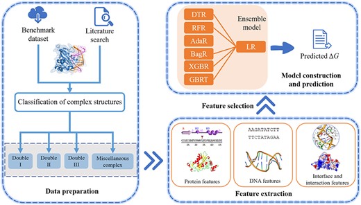 Flowchart of emPDBA for protein-DNA binding affinity prediction. First, the dataset of 304 complexes is used as the training set, which are divided into four types: complexes with double-stranded DNAs (Double I, Double II, Double III) and MISC. Next, multiple features are extracted, including interface and interaction features as well as sequence- and structure-based features from binding partners. And then, a set of optimal features are selected out by the SFS algorithm, and used to train the ensemble regression model constructed by six base models DTR, RFR, AdaR, BagR, XGBR, GBRT and a meta-model LR. Finally, the model performance is evaluated on the independent testing dataset including 36 complexes.