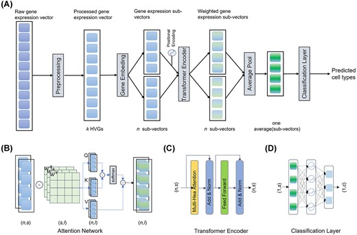 The schematic overview of CIForm. (A) CIForm is based on deep learning framework with four modules, i.e. Gene Embedding, Positional Encoding, Transformer Encoder and Classification Layer. In the context of single-cell RNA sequencing datasets, the first step is to select k HVGs from each cell, comprising m genes. Furthermore, Gene Embedding is employed to convert the pre-processed gene expression vectors into n sub-vectors of length s. (B) In Attention Network, the input comprises n pre-processed sub-vectors with dimensions of (n, s), and the output also consists of n sub-vectors with dimensions of (n, l). The query (Q), key (K) and value (V) matrices are obtained through linear projection of these sub-vectors, accomplished via three linear networks (Wq, Wk and Wv), each possessing dimensions of (s, l). The positional information is integrated via Positional Encoding. (C) In the Transformer Encoder layer, the input is n pre-processed sub-vectors with dimensions of (n, s) and the output is also n sub-vectors with dimensions of (n, s). The Attention Network is performed H times in parallel. Feed-forward network is used to capture all non-linear features among sub-vectors. (D) In the cell-type Classifier Layer, the input comprises one averaged sub-vector with dimensions of (1, s) that have been averaged from sub-vectors processed by the Transformer Encoder layer with dimensions of (n, s). The output is the predicted cell types with dimensions of (1, c), where c represents the number of cell types. Two linearly connected networks are utilized, accompanied by ReLU as the activation function.