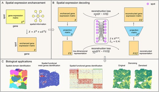 Schematic overview of SpaSRL enhancing-decoding (A&B) processes and potential applications of SpaSRL in downstream SRT analysis (C). (A) Spatial expression enhancement from aggregating expression information from neighbourhood spots. SpaSRL incorporates spatial information into gene expression to enhance the shared expression between spots by flexibly aggregating the weighed gene expression from their $k$ spatial neighbors (e.g. ${X}^0\to X$). $S$ denotes the weight of expression similarity between each spot and its $k$ neighbors. $\alpha$ controls the contribution of spatial similarity to the enhanced expression measurements. (B) Spatial expression decoding via the feature extraction embedded self-representation learning model. The input data (i.e. $X$) is the enhanced gene expression matrix from (A). SpaSRL uses a robust projection matrix (i.e. $P$) to generate the low-dimensional representation (i.e. $X\to PX,{P}^T PX=X$). Based on the original and low-dimensional data, SpaSRL performs data reconstructions via an aggregated weight matrix $Z$ based on self-representation learning algorithm (i.e. $X= XZ$ and $PX= PXZ$). SpaSRL iteratively learns the projection matrix (i.e. $P$) and spot–spot similarity matrix (i.e. $Z$) by minimizing the sum of reconstruction losses (see Methods). When SpaSRL reaches convergence, the two optimal matrices are achieved for further downstream analyses. (C) Biological applications for SpaSRL including spatial domain identification, functional genes/meta genes identification and data denoising. The spot–spot similarity matrix can be applied to detect spatial domains and data denoising. The projection matrix can be employed to identify functional genes/meta genes to improve biological insights into tissue heterogeneity.
