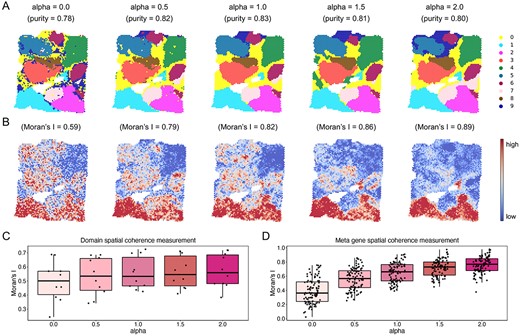 The illustrative analysis of flexible usage of spatial information on spatial domains and meta genes achieved by SpaSRL using the BC slice. (A) Spatial domains generated by SpaSRL under a variety of alpha settings. The identified spatial domains are distinguished using different colours and are shown on the spatial coordinates. The cluster purity is used to compare the similarity between the identified spatial domains and the ground truth annotations. (B) The spatial distribution of representative functional meta genes (focused on the bottom two spatial domains) identified by SpaSRL under a variety of alpha settings. Moran’s I measures the spatial autocorrelation of these functional meta genes. (C) Spatial coherence measurements of the identified domains from (A). (D) Spatial coherence measurements of the top 50 functional meta genes using Moran’s I statistics.
