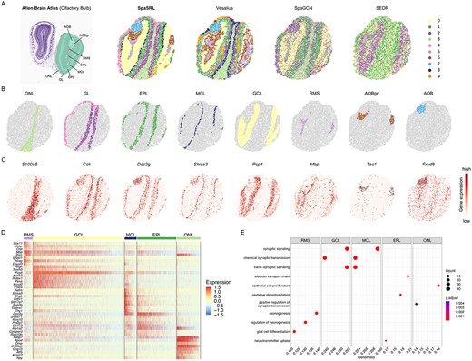 SpaSRL reveals spatial expression landscape in Slide-seqV2 olfactory bulb data (n = 21 724 spots). (A) The regional structure diagrams from ABA and spatial domains identified by SpaSRL, Vesalius, SpaGCN and SEDR. The Allen reference is used for illustrating the clustering results. Clustering outcomes of STAGATE and SpatialPCA are in Supplementary Figures 19 and 22. Individual loadings of each spatial domain identified by SpaSRL (B) and the expression of corresponding marker genes (C). Domain individual loadings from competing methods are illustrated in Supplementary Figures 19-23. (D) The original expression heatmap of the top 40 functional genes identified by SpaSRL. Gene expression is scaled through z-score normalization across spots. (E) The bubble plot of GO BP enrichment results of all the functional genes for the involved domains. The dot size indicates the number of functional genes enriched in each GO term and the colour indicates the FDR-adjusted significance of enrichment in each GO term.