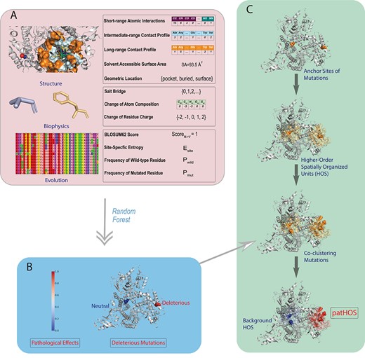 Overview of the SPRI method. (A) SPRI utilizes three types of features based on protein structures, biophysical properties and evolutionary signals, respectively. Structural features include the atomic and residue interaction profiles computed using alpha shapes, which capture the site-specific micro-environment of the mutation site, solvent accessible surface area and geometric shape at the mutation site. Features of biophysical properties include possible salt bridges formed by ionizable residues, changes in charge upon substitutions, as well as changes in side-chain and backbone atoms. To obtain features of evolutionary signals, a knowledge database containing $\sim $24 millions protein sequences from reference proteomes of eukaryotic species in UniProt is built where homologs are identified, so multiple sequence alignment can be constructed to obtain site-specific metrics of entropy, frequencies of wild-type and mutated residues. (B) These features, except geometric location, are vectorized into numerical values. A random forest classifier is then trained to generate probability measure of the likelihood of pathological effect, from which a binary classification is made. (C) SPRI can discover pathogenic higher-order spatial clusters (patHOS) of deleterious mutations. For each observed mutation site, SPRI constructs its higher-order spatial unit (HOS) based on geometric computation, and evaluate the overall pathogenecity of all mutations located in the HOS. After normalization by the size of HOS, those clusters with ($\ge $5) deleterious mutations and pathogenecity score $\ge \theta = 0.05$ are classified as pathogenic HOS (patHOS) and are distinguished from background mutational HOS.