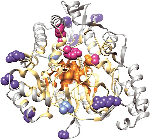 Illustration of different structural regions and mutation sites of the human glutathione synthetase, which are color-coded: the catalytic region (orange), its neighboring environment (light orange), outside region (gray), the correctly predicted deleterious mutations (pink), the correctly predicted neutral mutations (dark blue) and the false predictions of deleterious mutations (light blue). All four deleterious mutation site residues (L188P, Y270C, Y270H, R283C) are located within the neighboring environment of the catalytic region, and are correctly predicted. Eight correctly predicted neutral predictions are located in the outside region, and the two false deleterious predictions are located at the boundary of the catalytic neighboring environment.