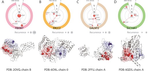 Discovery of pathogenic higher-order spatial clusters (patHOS) enriched with low-recurrence deleterious mutations. (top) The polar plots illustrate the spatial relationships between co-clustering deleterious mutation sites and the anchor residue in the same higher-order spatial (HOS) cluster. Mutation sites are clockwise ordered according to their linear sequence index. Light-gray rings with different radii reflect relative distances to the anchor, with S, I and L for short-, intermediate- and long-range distance, respectively. The size of the colored disks are proportional to the recurrence counts in the pan-cancer data, except R387 of FBXW7. The recurrence count numbers are listed in the gray disks (bottom). The corresponding protein structures with the mutational patHOS clusters highlighted in light red are also shown. The mutation sites with deleterious effects are shown as red spheres. For comparison, background spatial structural clusters containing only neutral mutations are shown in light blue, with the mutation sites shown as blue spheres. (A) The patHOS cluster anchoring at R387 in the confirmed cancer gene FBXW7 and a background cluster anchored at E353 shown in the struture. (B) The patHOS cluster anchoring at I668 in the confirmed cancer gene ERCC2 and a background cluster anchored at Q187. (C) The patHOS cluster anchoring at R247 in the newly identified cancer gene GALNT2 and a background cluster anchored at R113. (D) The patHOS cluster anchoring at N74 in the newly identified cancer gene SLC14A1 and a background cluster anchored at W171.