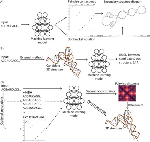 Illustrations of ML workflows predicting RNA secondary (A) and tertiary (B, C) RNA structures. For predicting secondary structure (A), an input nucleotide sequence is given to a model which predicts either a contact map or a DBN; both outputs specify secondary structure with loops and stems, as illustrated in the top right. Commonly used model architectures are sketched in Figure 2. There are two primary approaches for predicting tertiary structure. Scoring methods use an external (typically non-ML) method to generate a candidate structure for an RNA sequence, which is then consumed by an ML model which estimates the difference between the candidate and unknown true structure (B). The tertiary structure can also be generated directly from a sequence and optional annotations, such as MSA and secondary structure; these direct generation models output either constraints that are energetically refined to produce a structure, or directly produce a 3D structure (C).