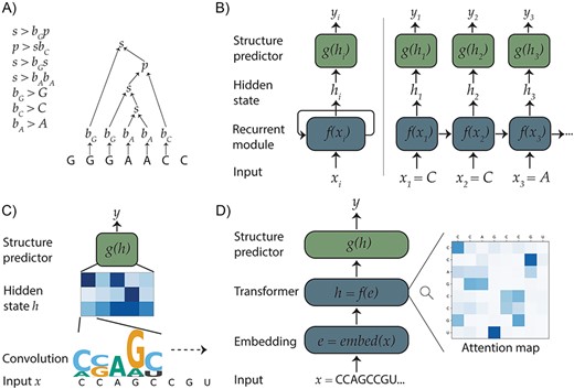 Diagrams of various machine learning approach predicting RNA secondary structure from sequence. An SCFG (A) specifies a set of transitions (left) with associated probabilities (not shown) that are used to parse an RNA sequence (right) into its highest-likelihood structure. In a recurrent architecture (B), input nucleotides are processed sequentially, taking into account and updating the hidden state $h$ derived from previously seen tokens. The hidden state is used to predict structural properties for each nucleotide, such as whether each nucleotide is paired or unpaired (i.e. ${y}_i$), using a classifier ‘head’ $g\left({h}_i\right)$. In a convolutional architecture (C), a PWN-like convolutional kernel is learned to detect motifs; this kernel is scanned across the input to produce a hidden state capturing where certain motifs occur, optionally followed by additional convolutions (not shown). This hidden state is used to predict secondary structure. Transformer-based networks (D) take a series of discrete input tokens (i.e. nucleotides), embed them into a continuous representation that captures the identity and position of each token and feed these through a series of transformer blocks. Each transformer block applies attention, a mechanism that learns how strongly each pair of tokens are related (right). These transformer blocks produce a per-token embedding that can be used to predict secondary structures.