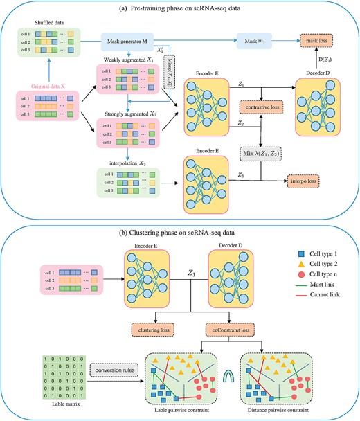 The framework of scDECL. (A) Pre-training model of scDECL. The original input $X$ is augmented with random shuffling and generated masks $M$ to obtain two weakly augmented versions $X_{1}$ and $X_{1}^{\prime }$, and we further use the mixup data augmentation strategy to generate the strong augmented data $X_{2}$. Then encoder E learns the feature representation $Z_{1}$ and $Z_{2}$ for $X_{1}$ and $X_{2}$. Both $Z_{1}$ and $Z_{2}$ are trained by minimizing the contrastive loss. The decoder D reconstructs the mask $m_{1}$ from the latent embedding $Z_{1}$. Meanwhile, $X_{1}$ and $X_{2}$ are mixed up to obtain the interpolation perturbation $X_{3}$, which is fed into the encoder to learn the embedding $Z_{3}$. Then the interpolation loss is calculated based on $Z_{3}$ and the mixup value of $Z_{1}$ and $Z_{2}$. (B) Based on the learned embedding, the cells are clustered into different subpopulations, and enhanced constraints are constructed to optimize clustering, where the enhanced constraints are the intersection of label pairwise constraints and distance pairwise constraints.