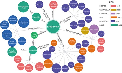Visual preview of the drug knowledge graph. The subClassOf relationship was built between the drug entity metformin and hypoglycemic drugs, that is, metformin is a hypoglycemic drug. In addition, the common adverse reactions of metformin might include asthenia, abdominal pain, vomiting and diarrhea.