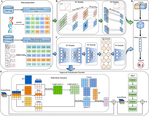 The DeepSTF framework in general. (A) Data pre-processing: DNA sequence and shape profiles are transformed into feature matrix. (B) Sequence clade processing: capture higher-order characteristics in multidimensional sequence profiles. (C) Shape clade processing: extract possible characteristics from multidimensional shape profiles. (D) Output processing: feature mapping is transformed into the final prediction. (E) TF Module: the improved transformer encoder structure's comprehensive processing flow.