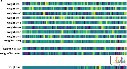The weight visualization map of certain modules of the DeepSTF model. The color shift at various positions indicates the level of importance, with darker hues signifying more attention. The red boxes indicate portions that are similar to known transcription factor binding sequences. (A) The first eight rows represent the weight maps obtained for each head (eight heads altogether) of the multi-headed attention mechanism in the DeepSTF model. The ninth row represents the average attention weight map of the eight heads. (B) The first and second rows show the sequence clade output weight map and the shape clade output weight map, respectively. The third row shows the enrichment of ChIP-seq signal base pairs for the typical binding sequence 5′-TGAC(G)TCA-3′ of FOSL2, and the fourth shows the model's final output weight map.