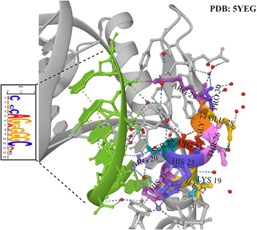 Our model predicts the information of TFBSs in the TF-DNA complex and the regional information of the corresponding transcription factors in the TF-DNA complex. The PDB ID of the TF-DNA complex is 5YEG.The green region indicates the region of TFBSs predicted by our model, which matches the actual complex structure. The colored regions represent the composition of amino acids of transcription factors interacting with TFBSs.
