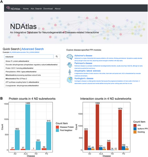 NDAtlas database home page and statistics of datasets. (A) The home page of NDAtlas. It includes Quick Search function and Disease subnetwork exploration. (B) The counts of proteins (left) and protein interactions (right) in the main NDs. AD: Alzheimer diseases; ALS: Amyotrophic lateral sclerosis; HD: Huntington’s disease; PD: Parkinson’s disease.