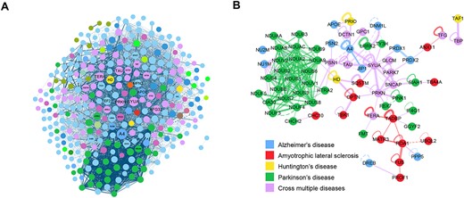 ND-involved PPI subnetwork illustrated the overlaps between different diseases. (A) A subnetwork containing 349 ND-related proteins and 4891 PPIs. Node size represents how many interactions does this protein have. (B) An overlap module extracted from AD–ALS–HD–PD networks. The module connects proteins exclusively related to single disease and proteins identified to play roles in multiple diseases.
