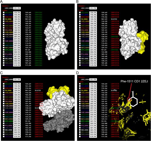 Docking visualization of LRRK2 protein and its interacting proteins. (A) LRRK2 protein structure, the central protein LRRK2 (as the receptor) is displayed by default when the mPPI plugin interface is opened. (B) Select a docking protein TAU (as a ligand), the docking structure is displayed on the right, and the docking protein list on the left is updated accordingly, showing the compatibility or competition of each docking protein with the current structure. (C) A compatible multiprotein docking complex of Tau and 1433E protein. (D) A partial view of the domain of LRRK2 showing atomic details of its docking site with Tau protein. A cross-section view highlights the Phe residue of the amino acid chain of LRRK2 and the CD1 atom position. Phe: Phenylalanine; 2ZEJ: PDB identifier of LRRK2 structure; CD1: atomic position identifier.