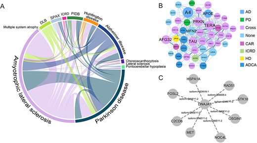 PPI cross-disease correlation and cross-disease module mining in ND. (A) The cross-disease PPI data statistics show the number of shared associations and interactions between NDs. Each arc represents a kind of ND, and the longer the arc, the more the number of PPIs related to the disease. Twelve kinds of NDs were selected to calculate the overlap, and there are shared interactions among diseases involving neurodegenerative symptoms. DLB: Lewy body dementia; SPAX: Spastic ataxia; ICRD: Infantile cerebellar-retinal degeneration; PIDB: Pick’s disease (frontotemporal dementia). (B) A protein interaction module whose function is significantly enriched in neurophysiologically related items such as cell death, cellular homeostasis and nervous system development. The proteins in the module are more closely related to other proteins in the network through PPI. AD: Alzheimer diseases; PD: Parkinson’s disease; Cross: cross multiple diseases; CAR: autosomal recessive cerebellar ataxia; HD: Huntington’s disease; ICRD: infantile cerebellar–retinal degeneration; ADCA: autosomal dominant cerebellar ataxia. (C) DNAJA3 protein isoform 2 and its first adjacent node interacting proteins, the dotted line represents that these corresponding interactions all involve the isoform DNAJA3-2.