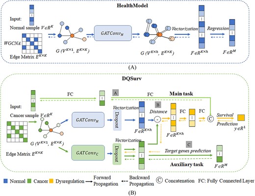 The workflow of the study. (A) The pretrained GAT architecture HealthModel and (B) the multitask survival prediction framework DQSurv, including the survival prediction task and the gene expression prediction task. The gray boxes with the letters A/B/C represent the three major modules to be described in detail in the ‘Overview of the study’ section.