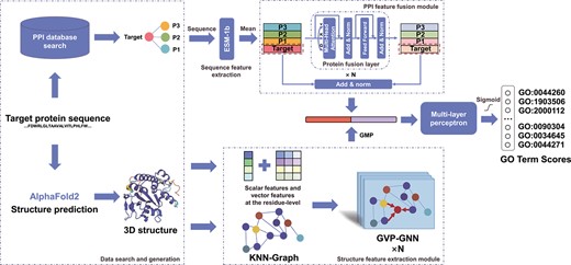 An overview of PredGO. The input is a protein sequence. PredGO first searches for interacting proteins from the STRING database and predicts the protein structure using AlphaFold2. Then the protein sequence features are extracted by ESM-1b, and the proteins with interactions are fused using a PPI feature fusion module with protein fusion layers. The predicted structures are represented in the structure feature extraction module as graph structures with scalar features and vector features and extracted by GVP-GNN. Finally, the sequence-based and PPI-based features are concatenated with structure-based features to obtain the scores of GO terms by a multilayer perceptron and sigmoid function.