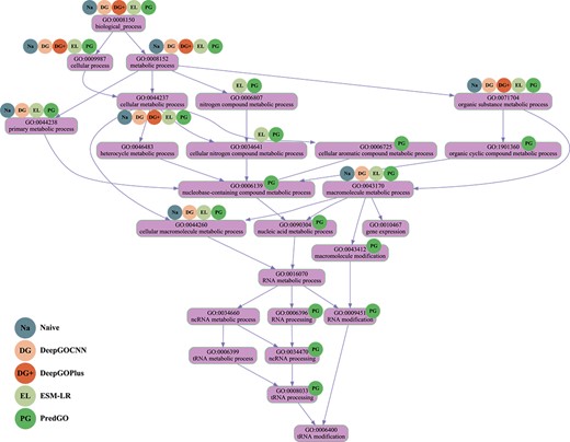 DAG diagram of correct predicted BPO terms of Q47319 using different methods.