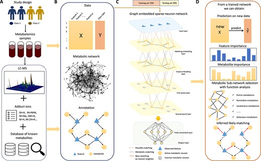 Overview of the integrated deep learning framework. (A) Illustration of data source, which includes analyzing LC–MS data to generate data features (aligned peaks across samples), and mapping features to known metabolites. (B) Integrated information including feature abundance matrix along with clinical outcome, the known metabolic network structure and potential feature matching to metabolites. (C) A layer-by-layer gradual sparse neuron network, which takes feature expression data as input and samples classes as output. It comprises three parts: feature-metabolite embedding based on potential feature annotations, metabolic network embedding and layer-by-layer gradual sparsification, and fully connected layers. (D) Results of a trained model. The model can make classification, determine likely feature-metabolite matching, conduct metabolite and metabolic sub-network selection for functional analysis.