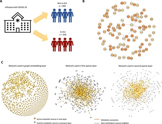 Illustration of COVID metabolomics data and model details. (A) Study setup. Metabolomics data at admission of COVID-19 patients were analyzed for the association with later ICU admission. (B) Selected metabolites and their connections on the KEGG network. (C) Illustration of networks used in graph-embedding layer, first sparse layer and second sparse layers. New matching to nearest neighbor is created for inactive neurons and active connections among active metabolic neurons are inherited from the metabolic network.